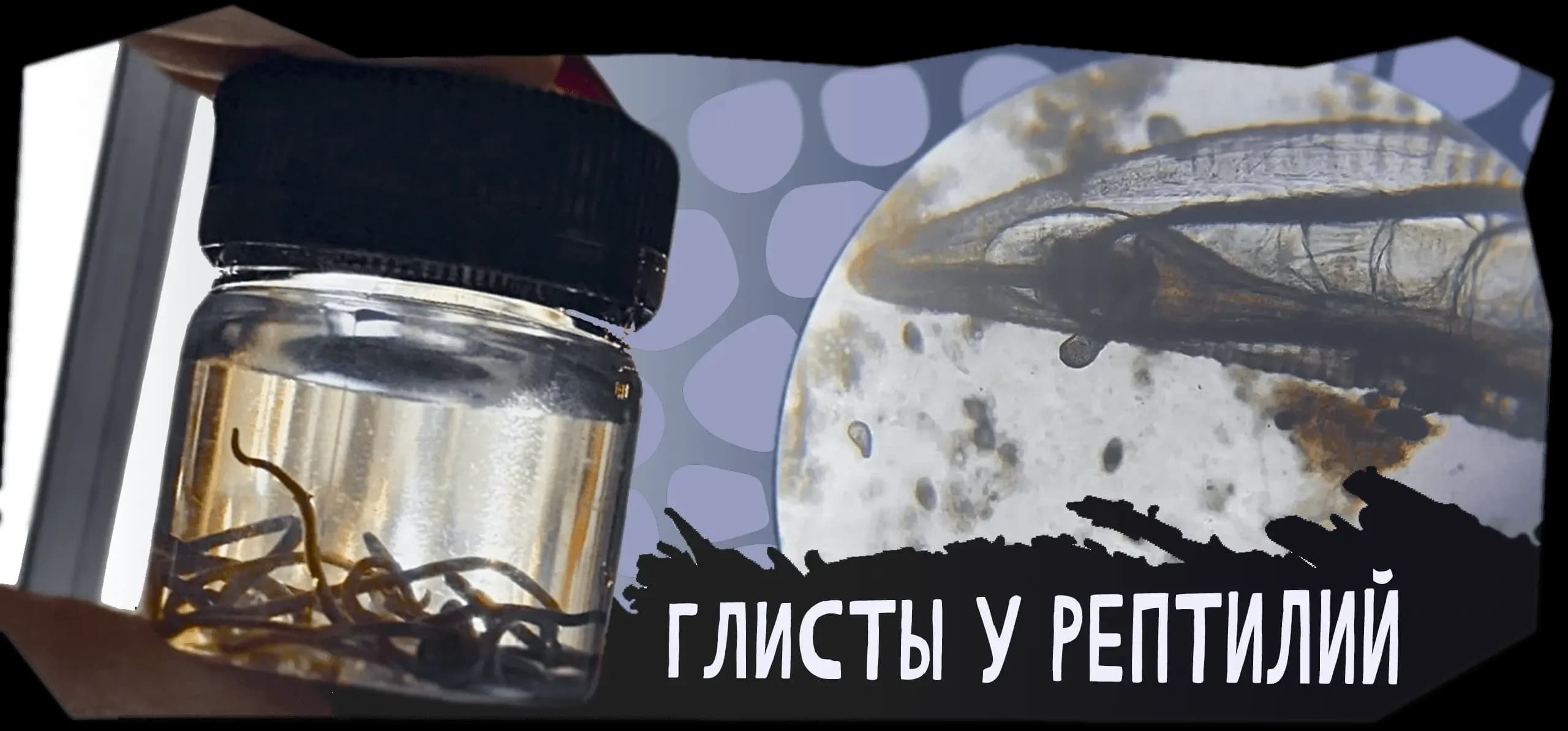 Глисты вет статья.webp