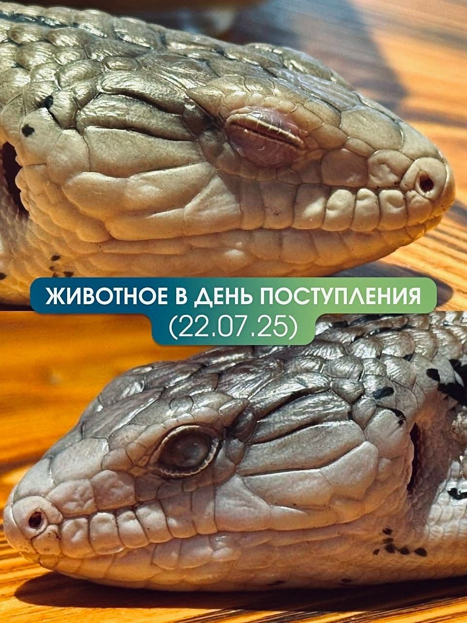 Сцинк 1.jpg