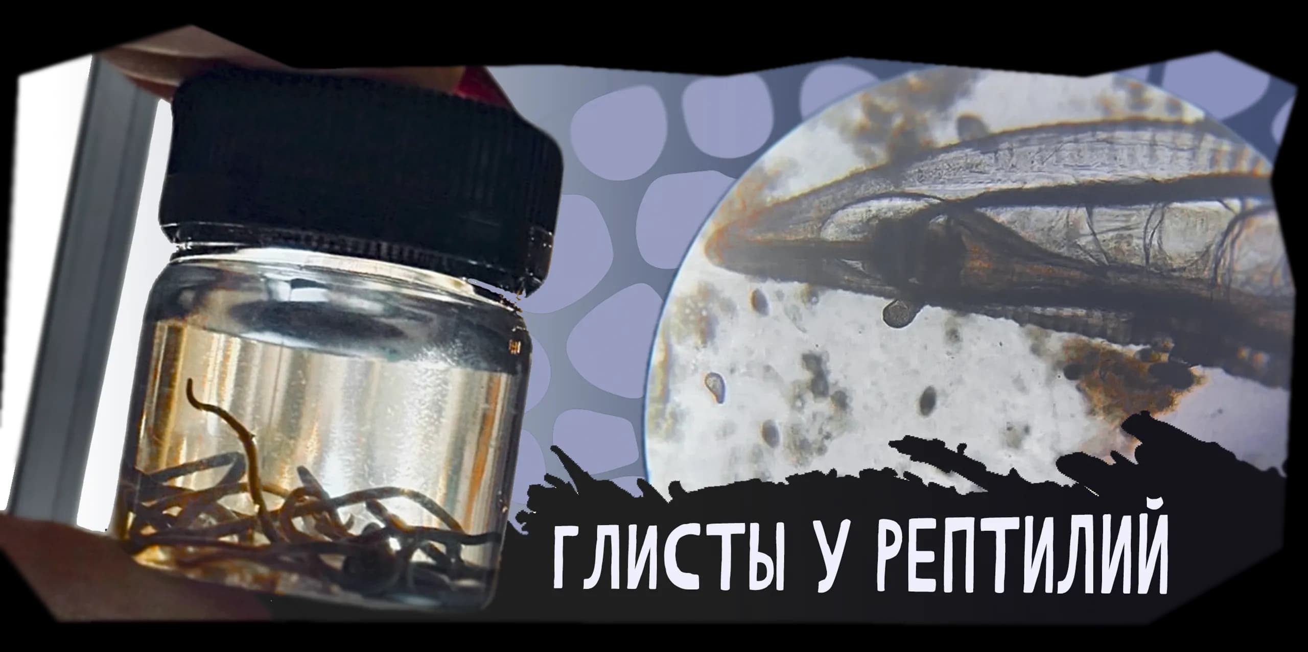 glisty-u-reptiliy.webp